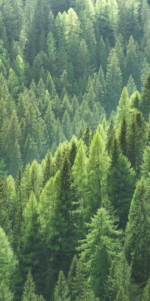 lush green pine forest